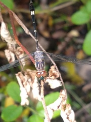 Micrathyria hypodidyma