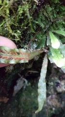 Notogrammitis pseudociliata