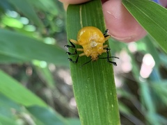 Podontia lutea