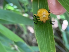Podontia lutea