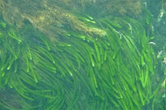 Caulerpa brownii
