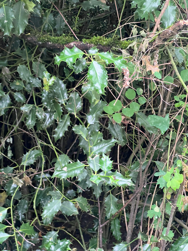 European Holly