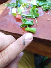 Lepisma