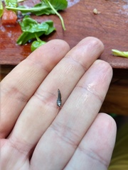 Lepisma