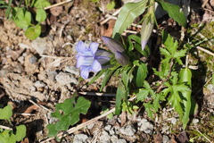Gentiana scabra buergeri