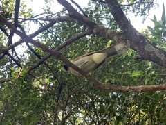 Pterorhinus berthemyi