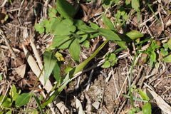 Gentiana scabra buergeri