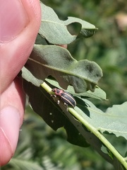 Eudiagogus episcopalis