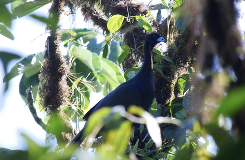 Wattled Guan (Aburria aburri), photo 4
