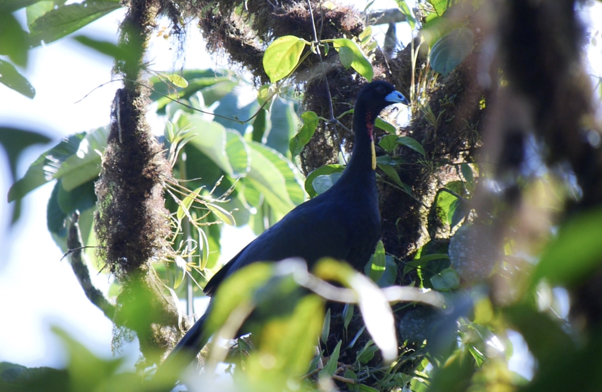 Wattled Guan (Aburria aburri), photo 4