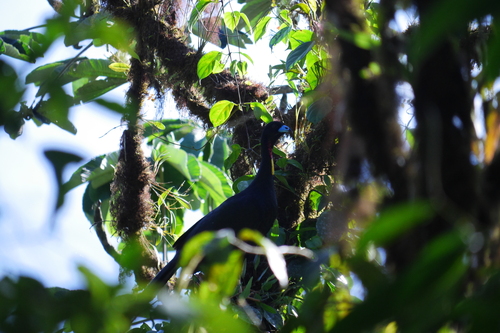 Wattled Guan (Aburria aburri), photo 5