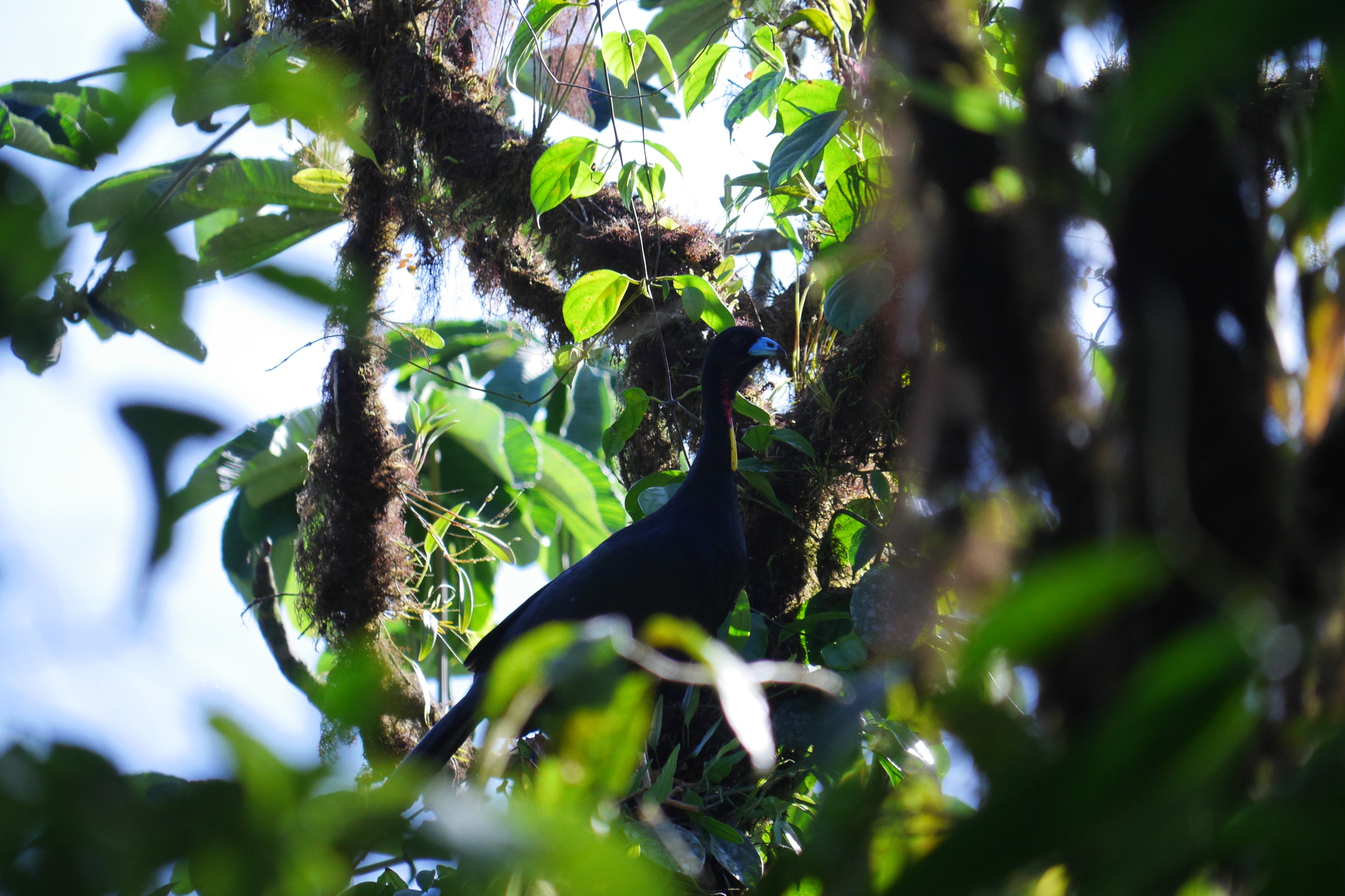 Wattled Guan (Aburria aburri), photo 5