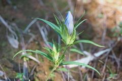Gentiana scabra buergeri