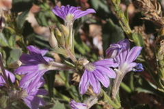 Scaevola parvibarbata