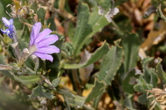 Scaevola parvibarbata