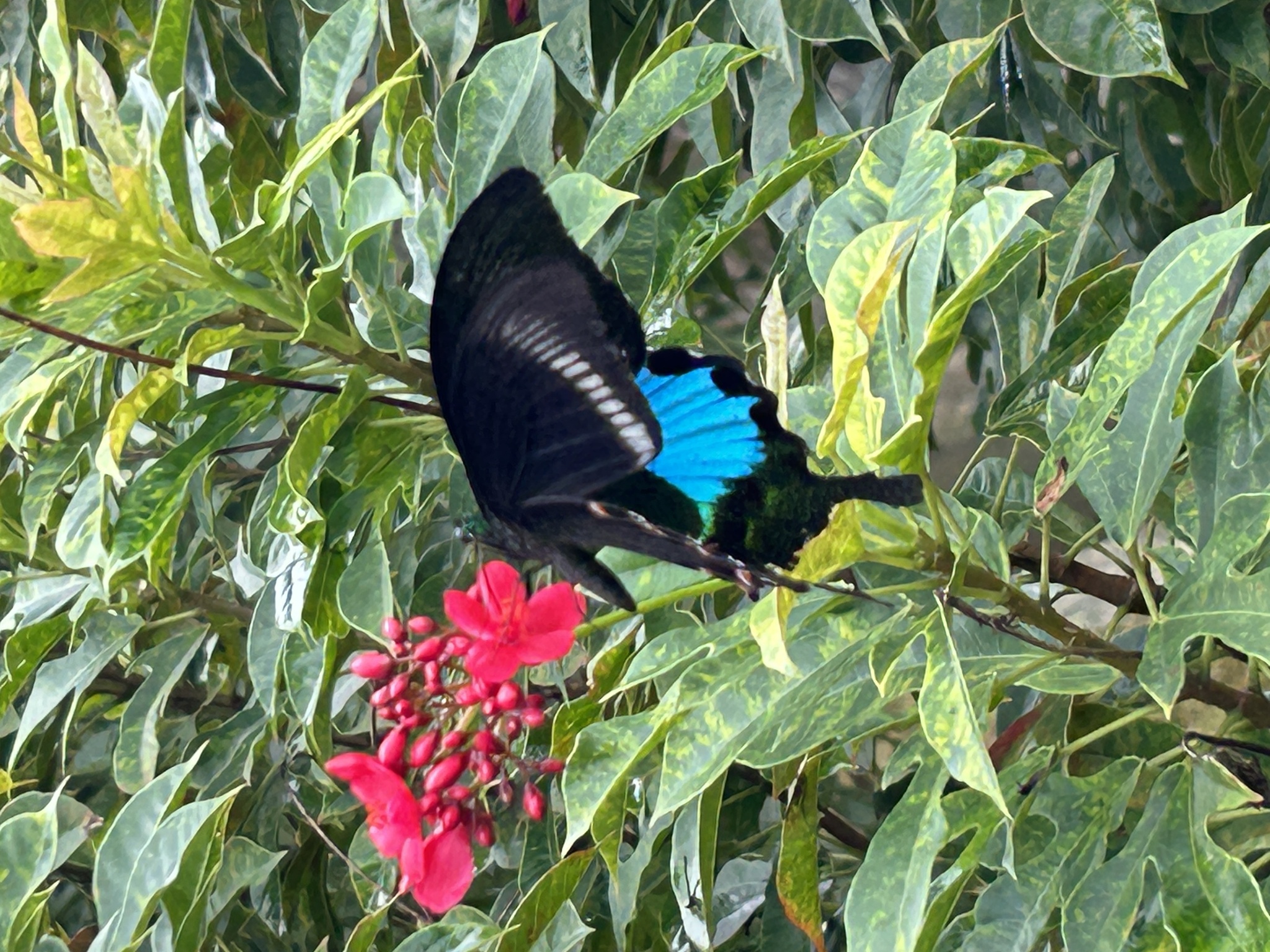 Paris Peacock