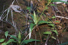 Gentiana scabra buergeri