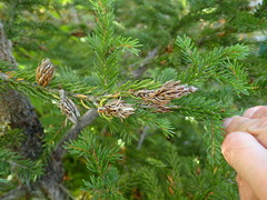 Pineus similis