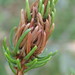 Pineus similis - Photo (c) Eric Knopf, alguns direitos reservados (CC BY-NC), uploaded by Eric Knopf