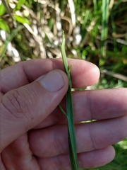 Baccharis trimera