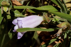 Eremophila freelingii