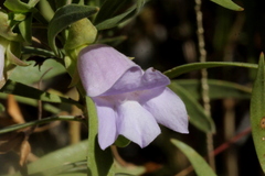 Eremophila freelingii