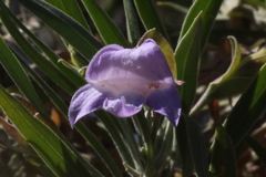Eremophila freelingii