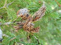 Pineus similis