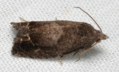 Eucosma sombreana