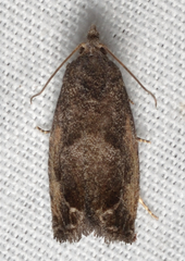Eucosma sombreana
