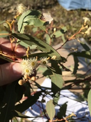 Eucalyptus fasciculosa