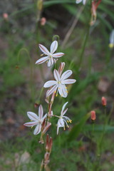 Chlorophytum graminifolium