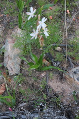 Chlorophytum graminifolium