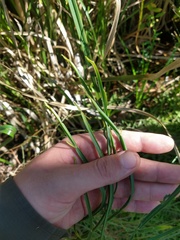Baccharis trimera