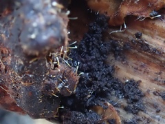 Sphaerostilbella aurifila