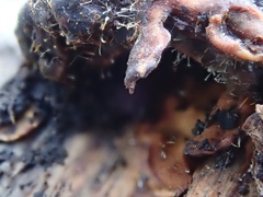 Sphaerostilbella aurifila