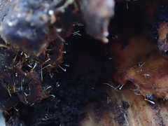 Sphaerostilbella aurifila