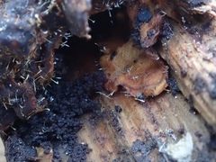 Sphaerostilbella aurifila