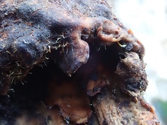 Sphaerostilbella aurifila