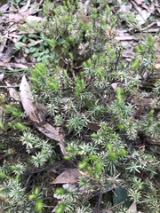 Acrotriche serrulata