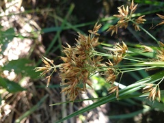 Rhynchospora corymbosa