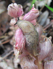 Deroceras subagreste