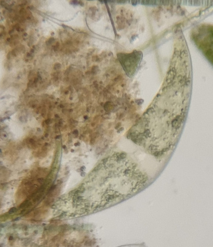 Closterium ehrenbergii, 2025-06-21
