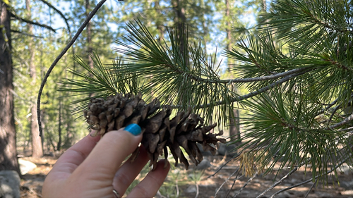 iNaturalist observation 2025-06-16