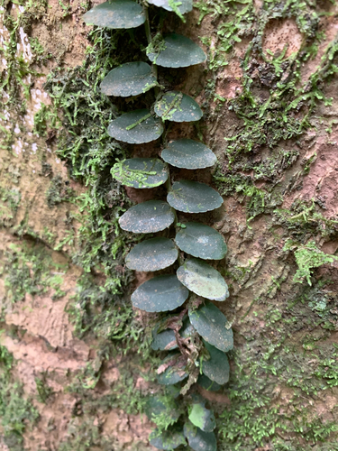 Marcgravia rectiflora, photograph 4