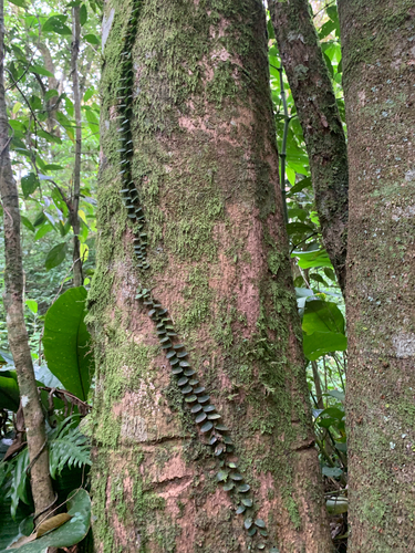 Marcgravia rectiflora, photograph 5