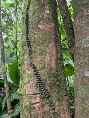 Marcgravia rectiflora, photograph (c) Emma Walker, some rights reserved (CC BY)