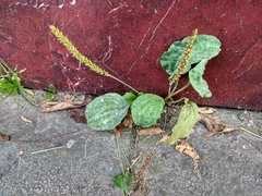Plantago major