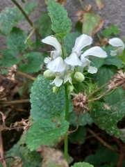 Lamium album