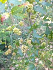 Cephalanthus glabratus